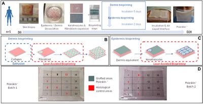 In vivo efficacy proof of concept of a large-size bioprinted dermo-epidermal substitute for permanent wound coverage